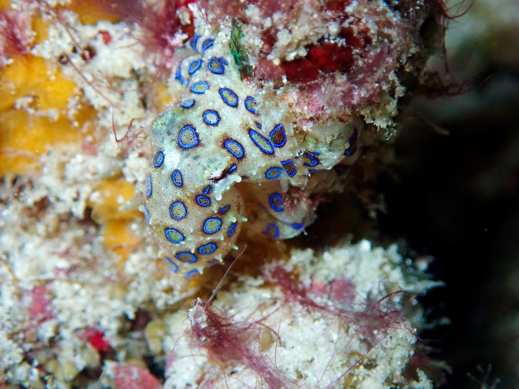Poulpe à anneaux bleus