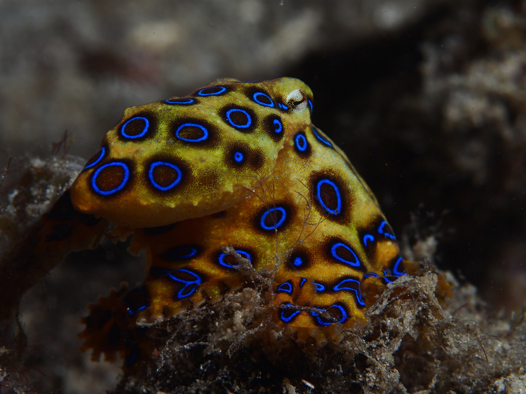 Poulpe à anneaux bleus