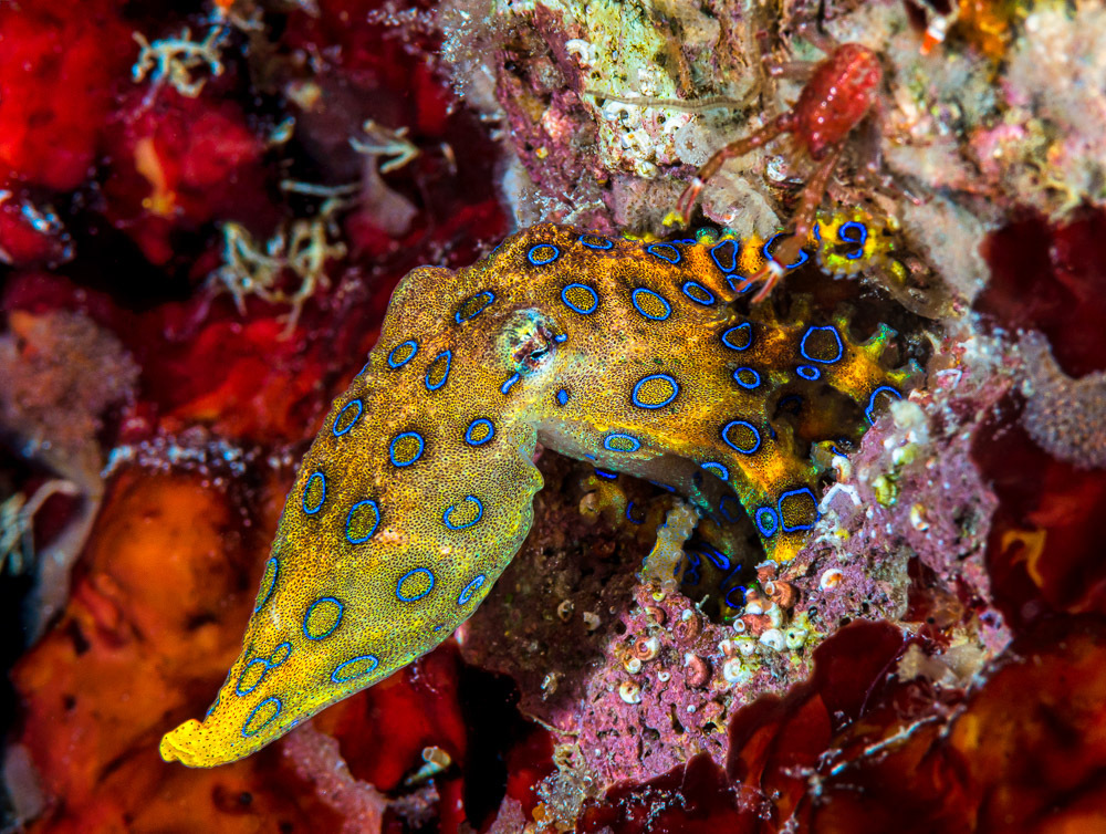 Greater Blue-ringed Octopus
