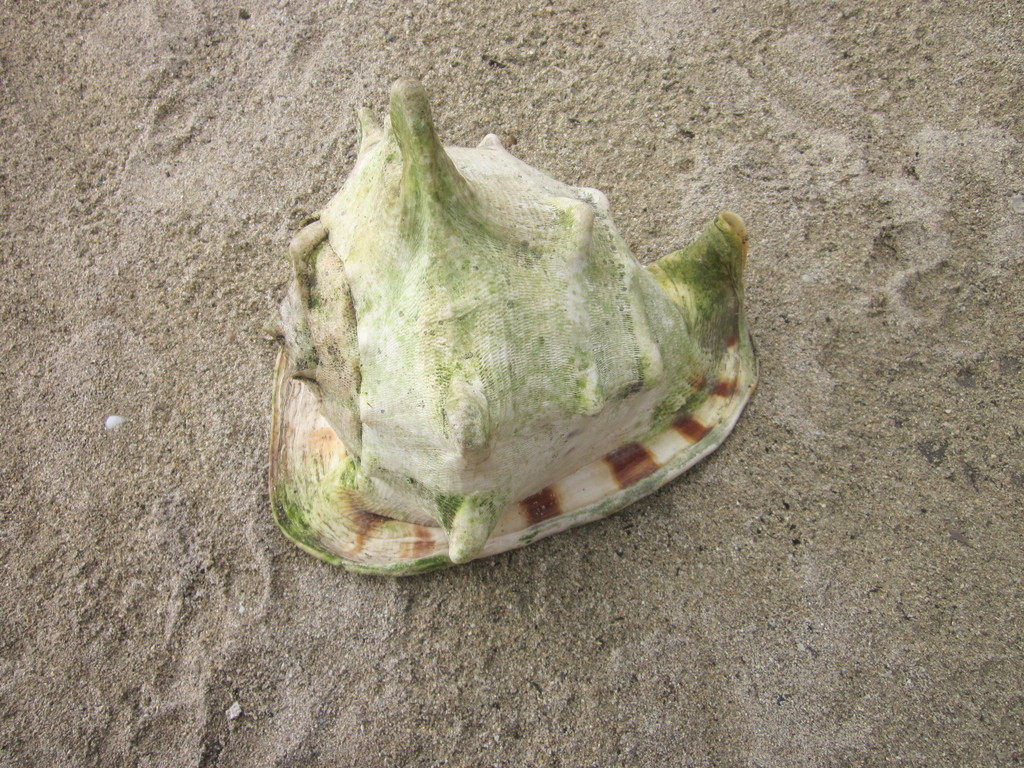 Casque cornu