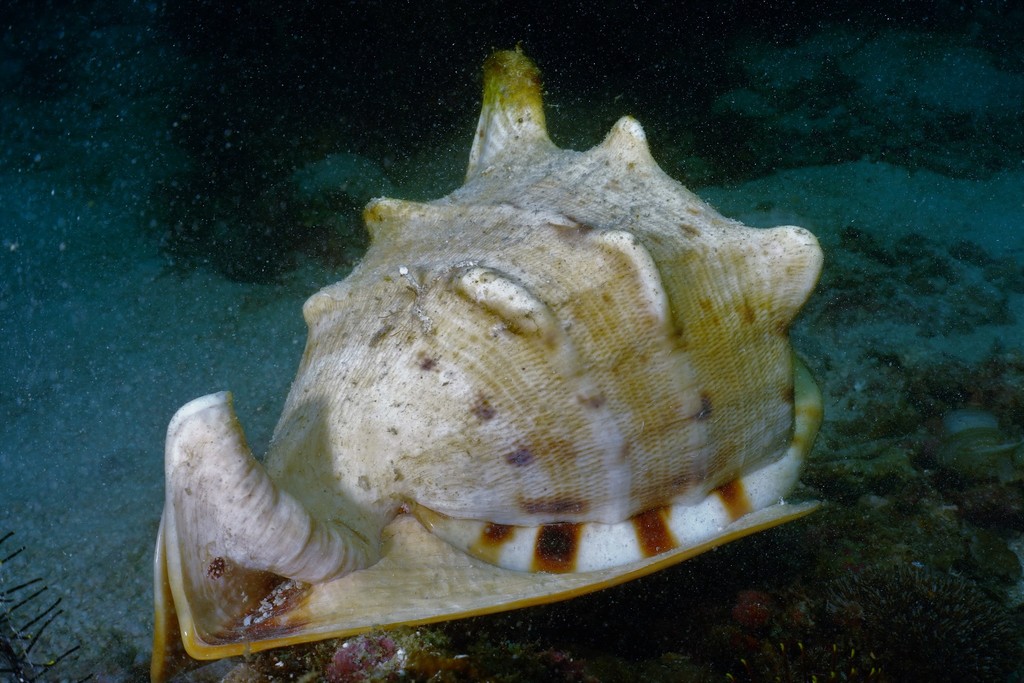 Horned Helmet Snail