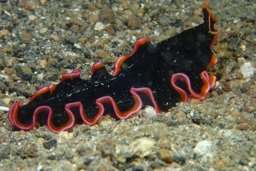 Glorious Flatworm
