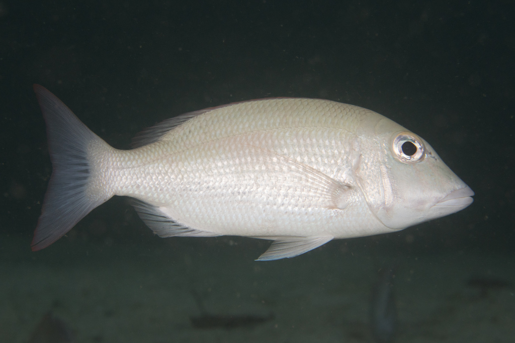 Thumbprint Emperor