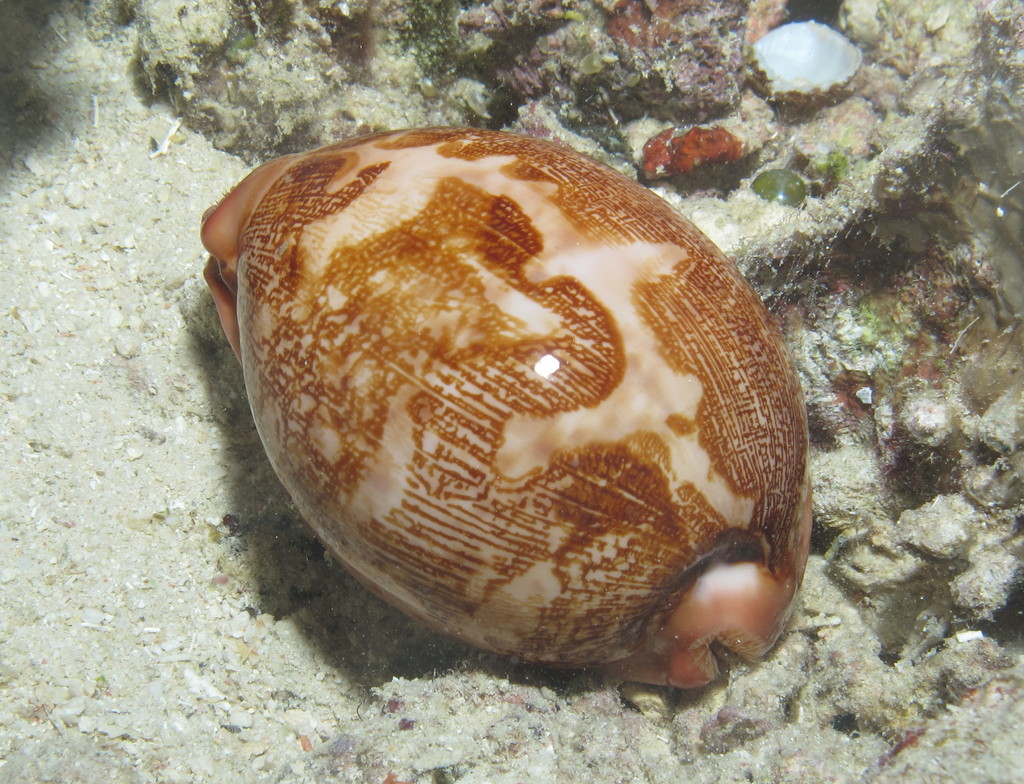 Map Cowrie