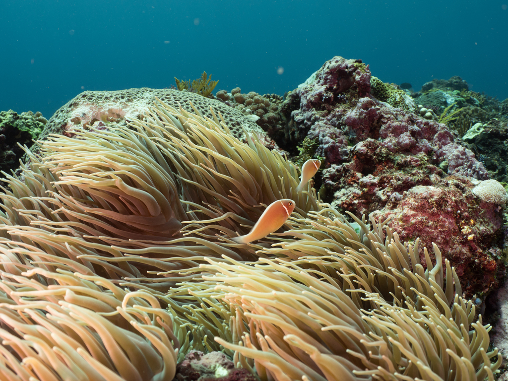Sebae Anemone