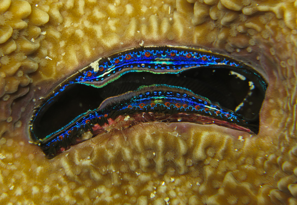Huître corallicole