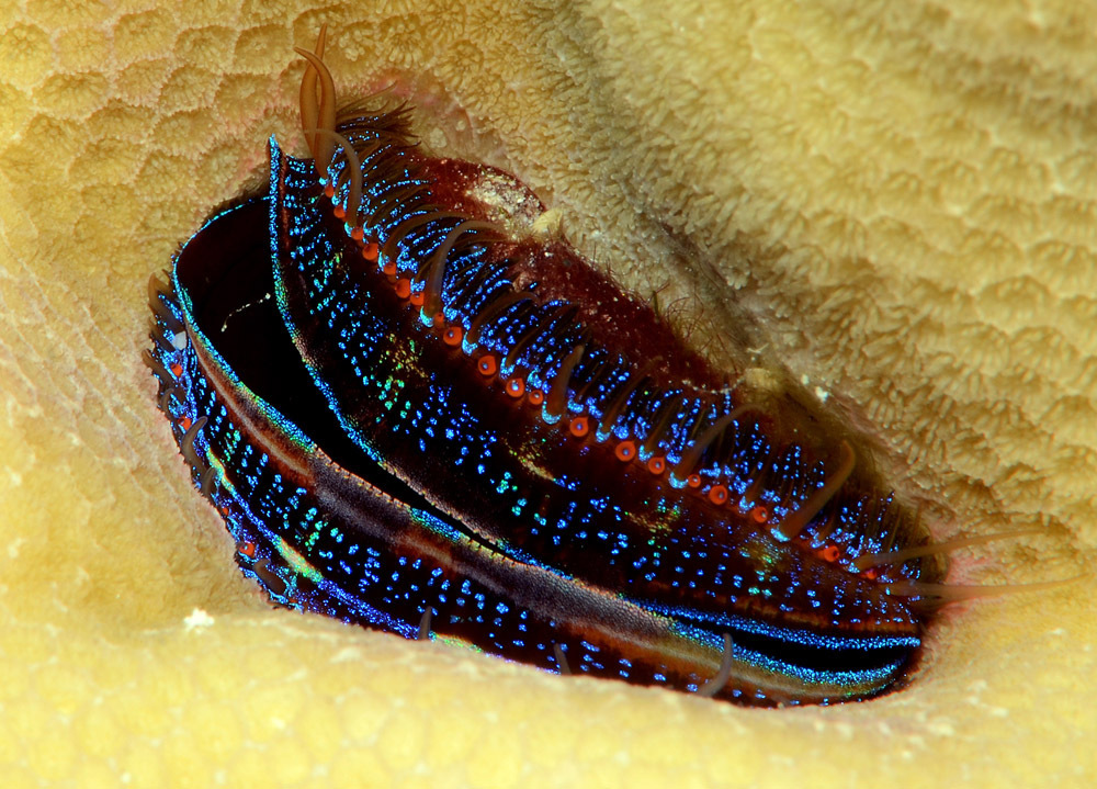 Huître corallicole