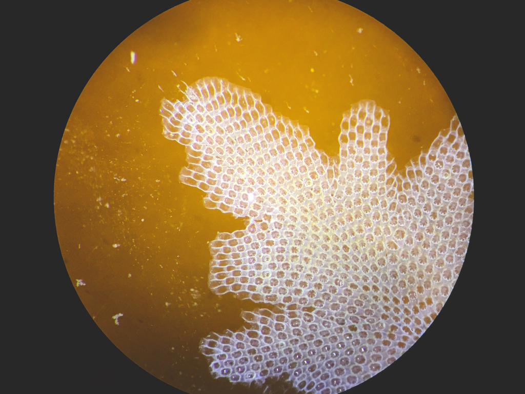 Hairy Sea-mat