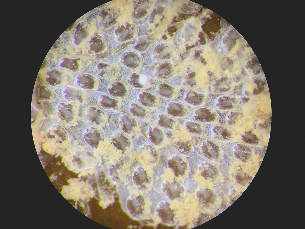 Hairy Sea-mat