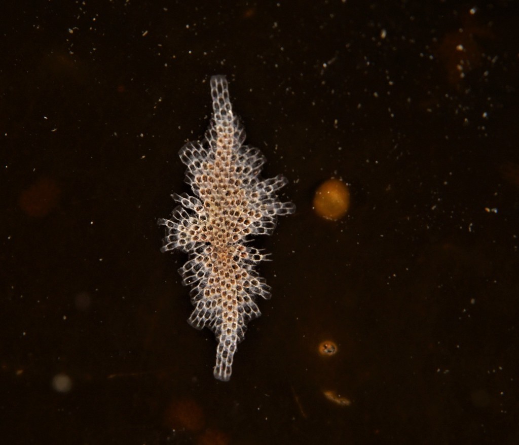 Hairy Sea-mat