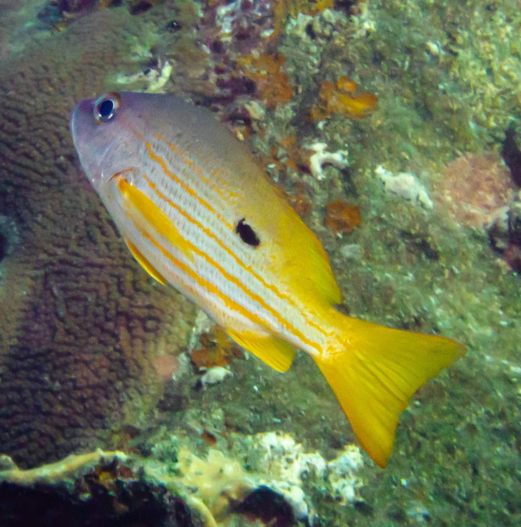 Blackspot Snapper