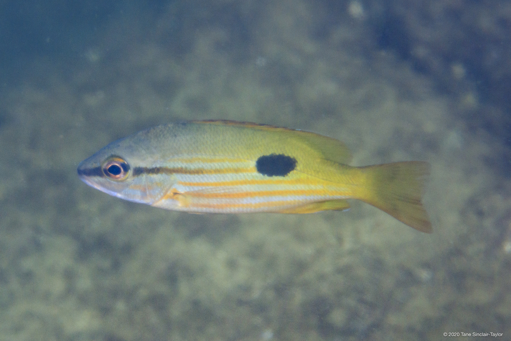Blackspot Snapper