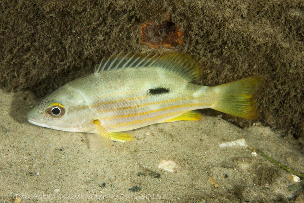 Blackspot Snapper