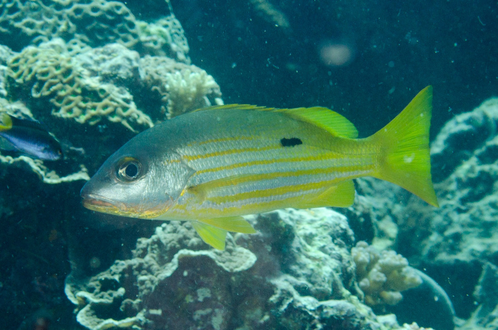 Blackspot Snapper