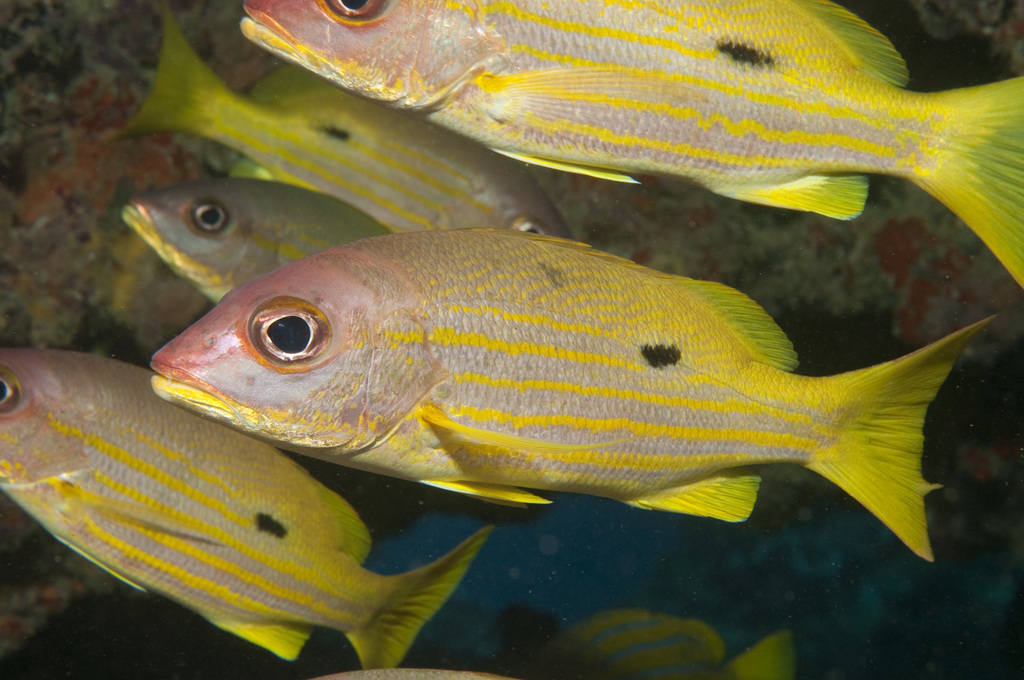 Blackspot Snapper