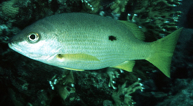 Blackspot Snapper