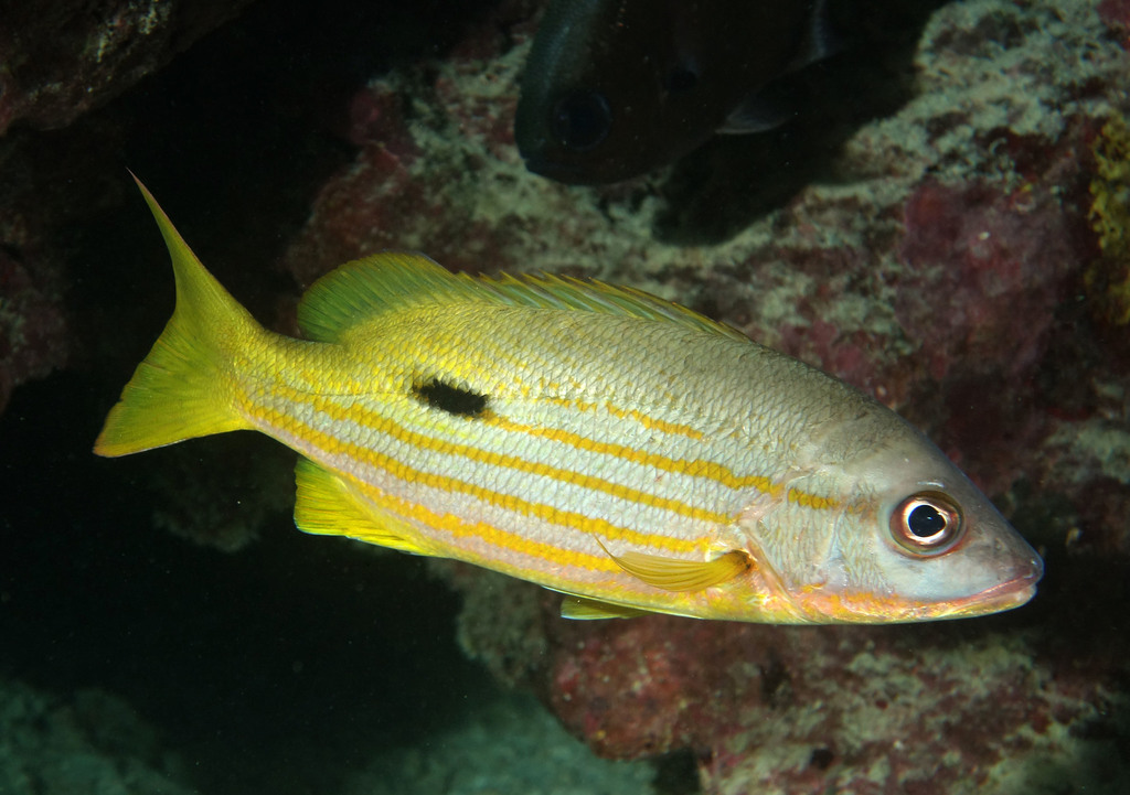 Blackspot Snapper