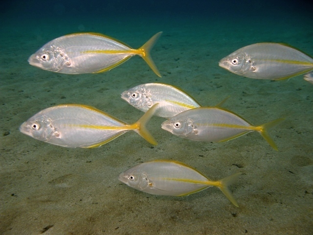 Silver Trevally