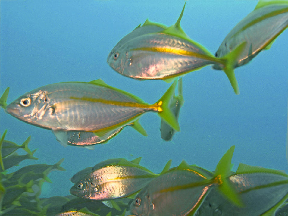 Silver Trevally