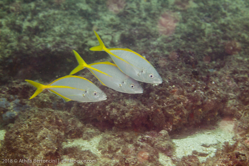 Silver Trevally