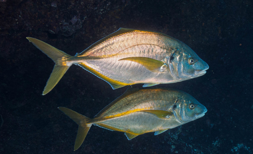 Silver Trevally