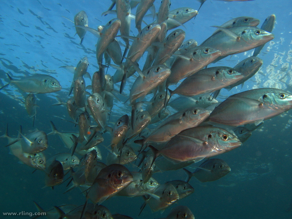 Silver Trevally