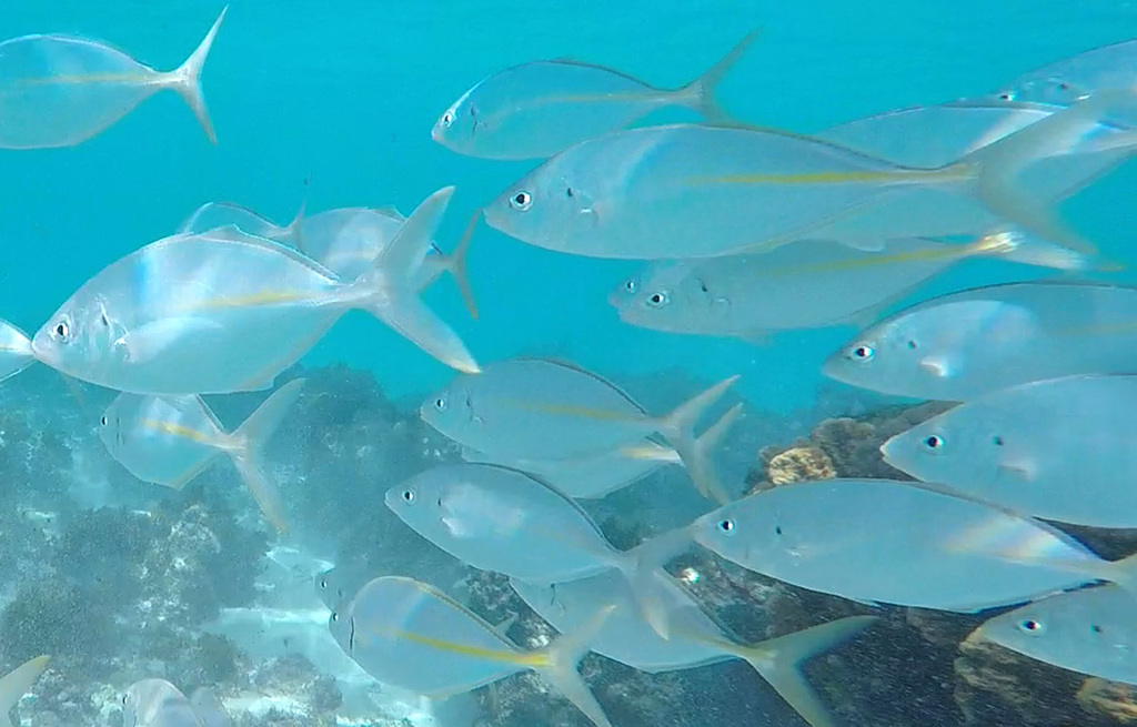Silver Trevally