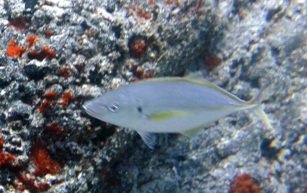 Silver Trevally