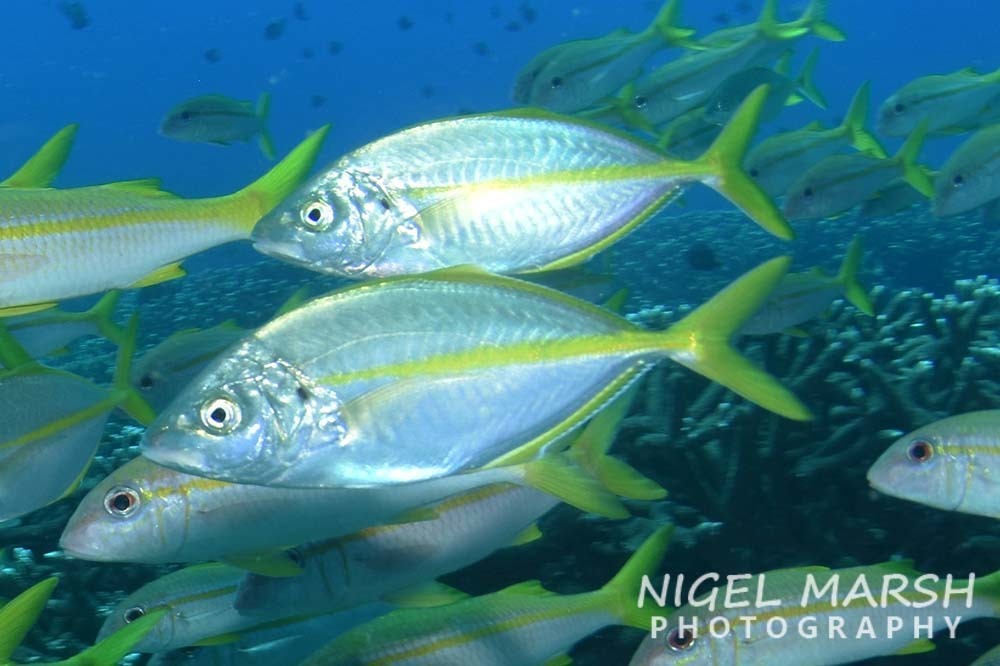 Silver Trevally