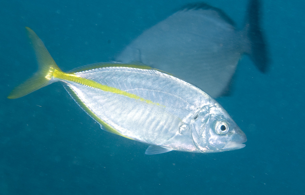 Silver Trevally