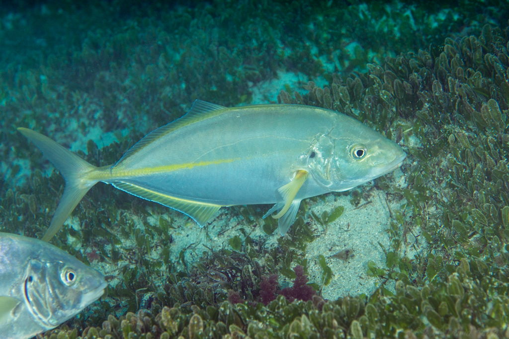 Silver Trevally