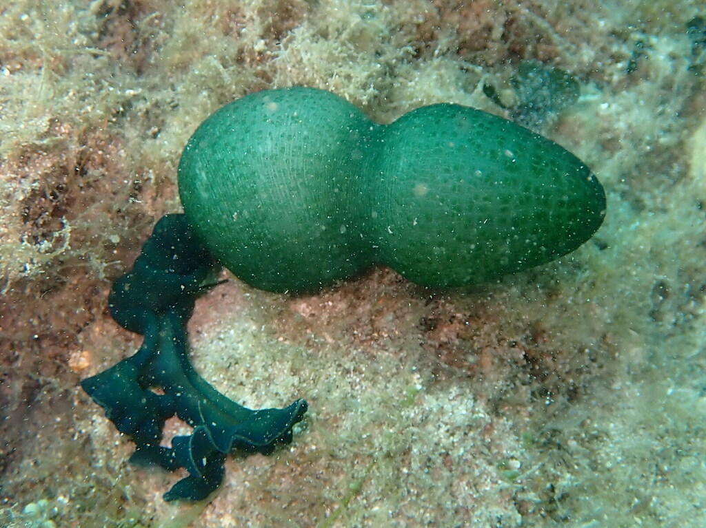 Green Spoonworm