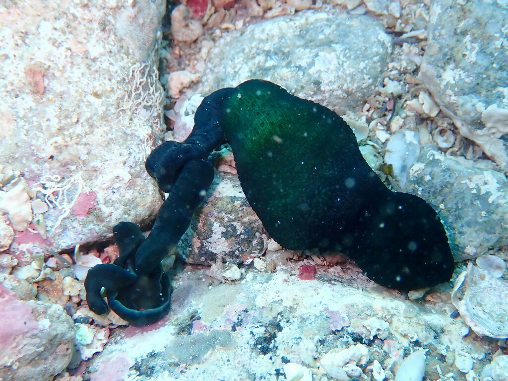 Bonellie verte