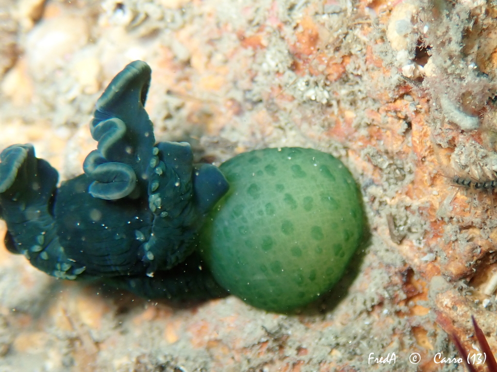 Bonellie verte