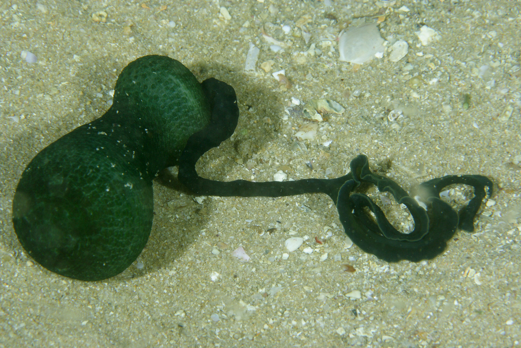 Bonellie verte