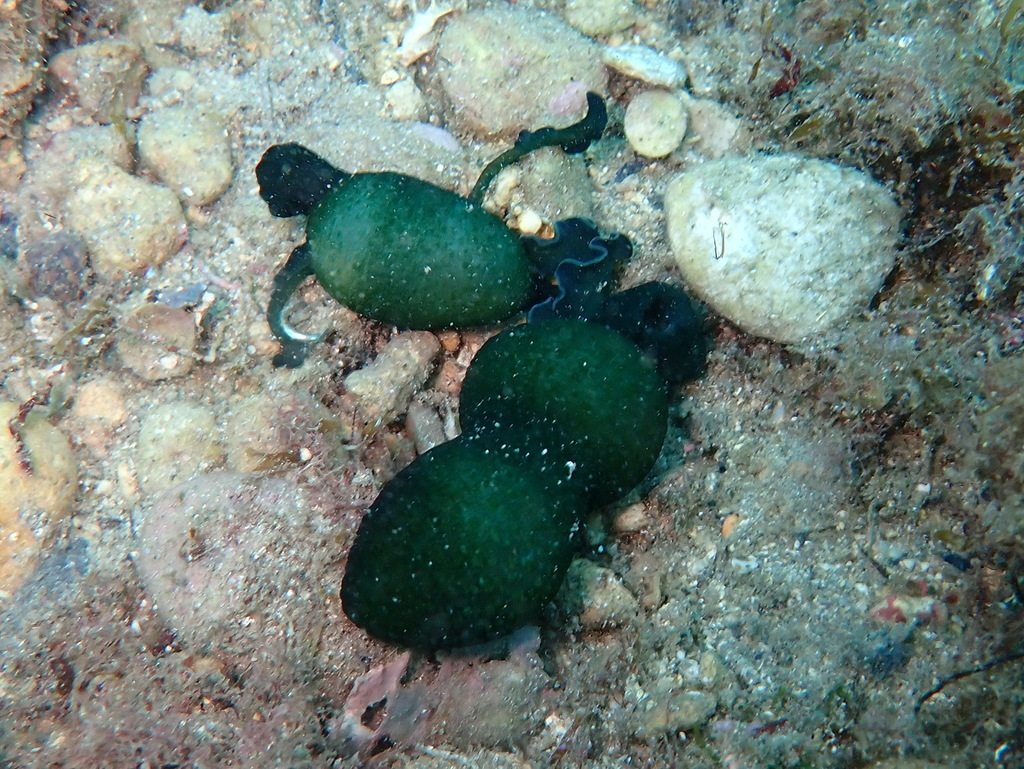 Bonellie verte