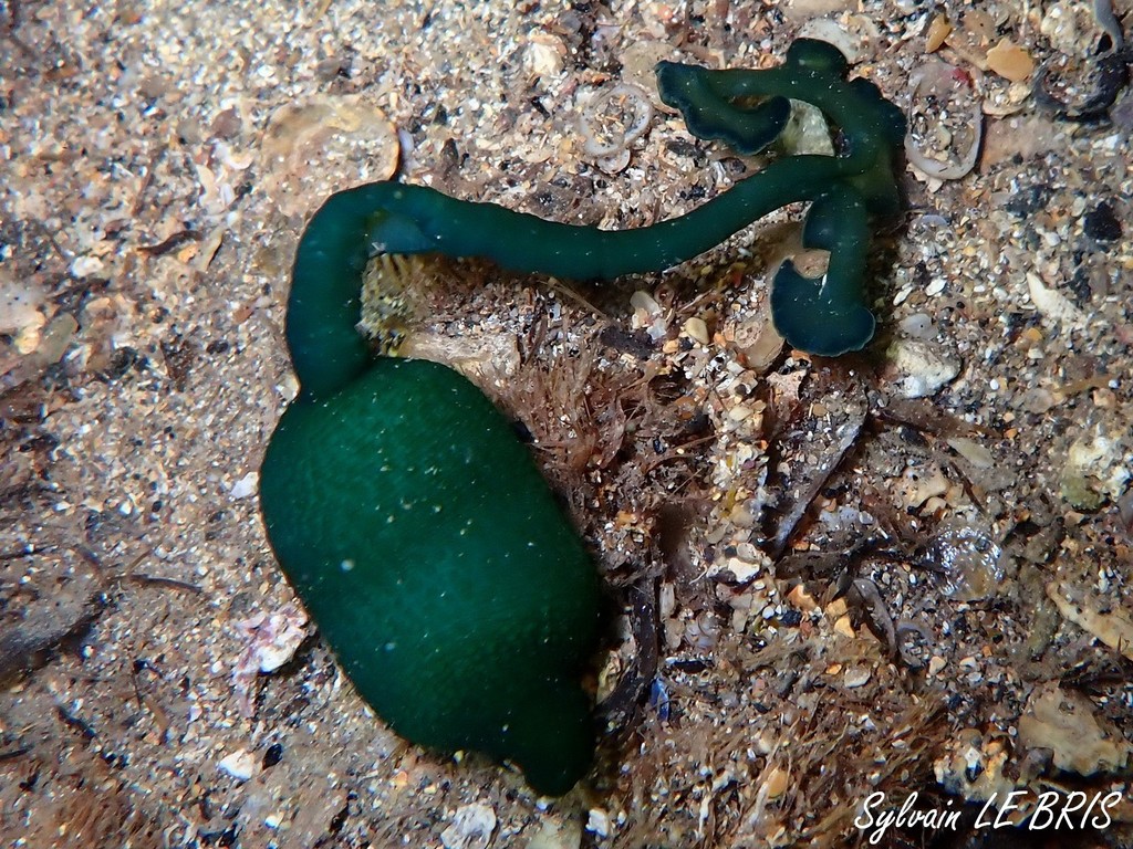 Bonellie verte