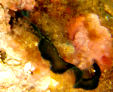Bonellie verte