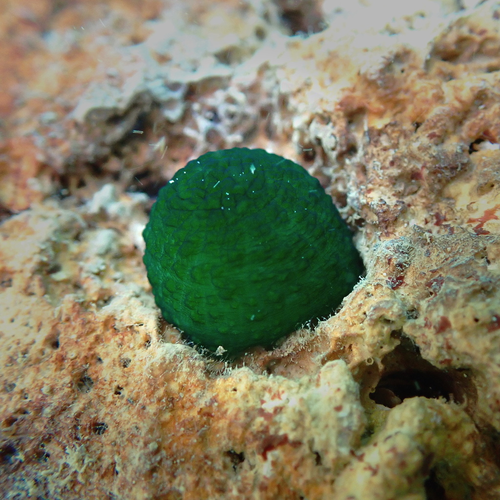 Bonellie verte