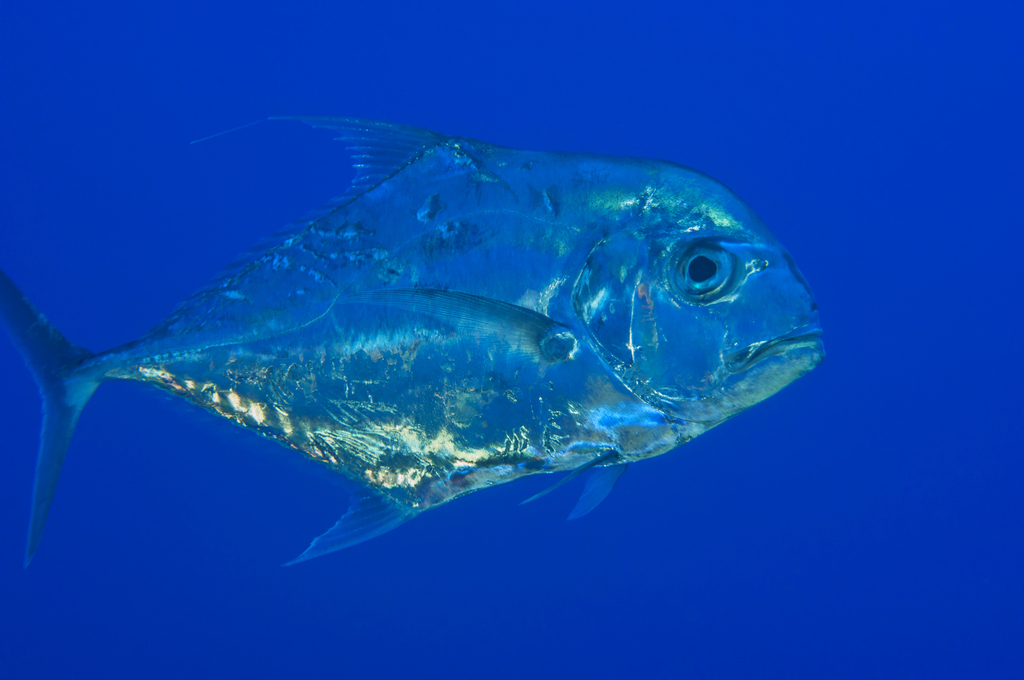 Carangue échevelée