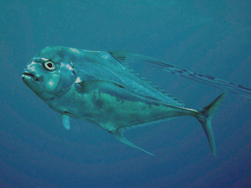 Carangue échevelée