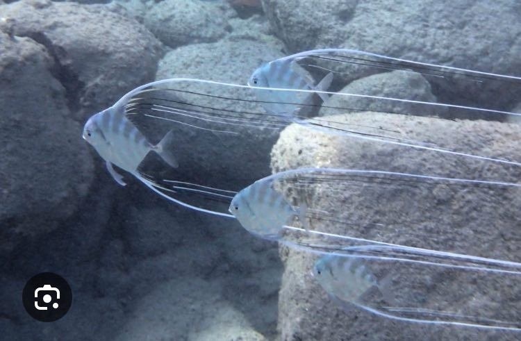 Carangue échevelée