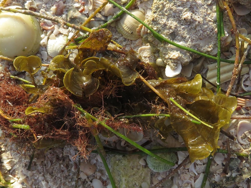 Funnelweed