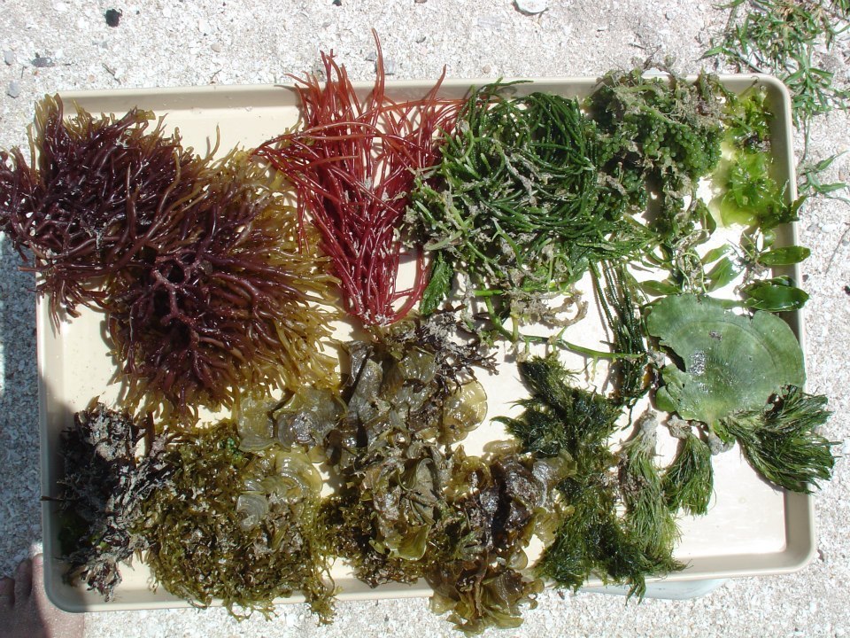 Funnelweed