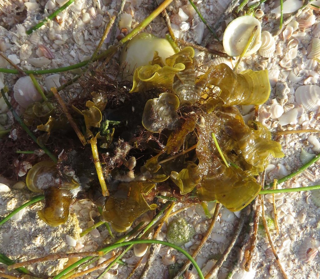 Funnelweed