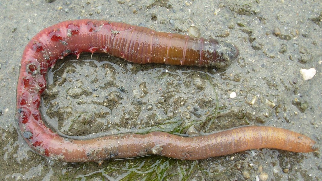Blow Lugworm