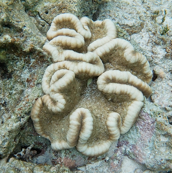 Adhesive Anemone