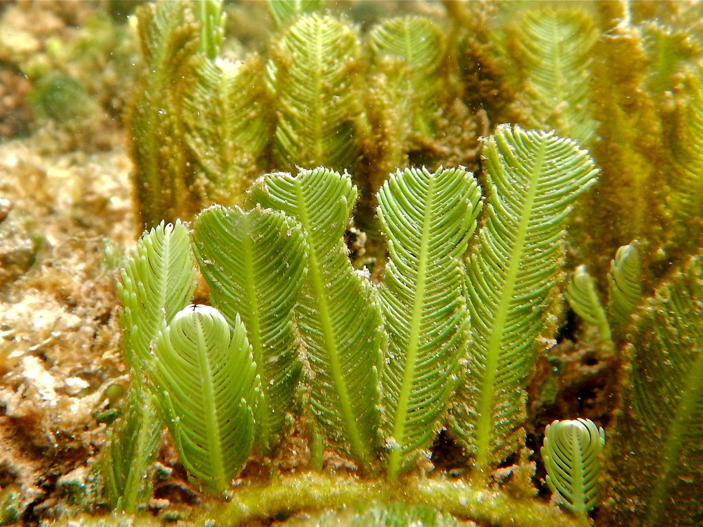 Green Feather Alga