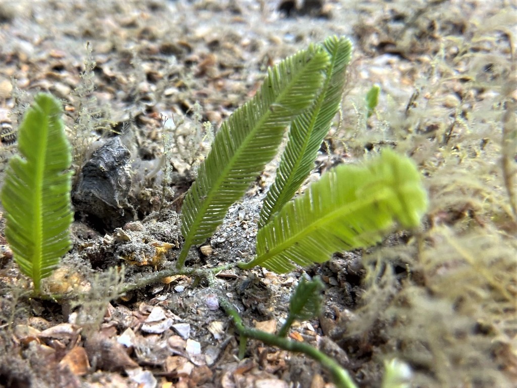 Green Feather Alga