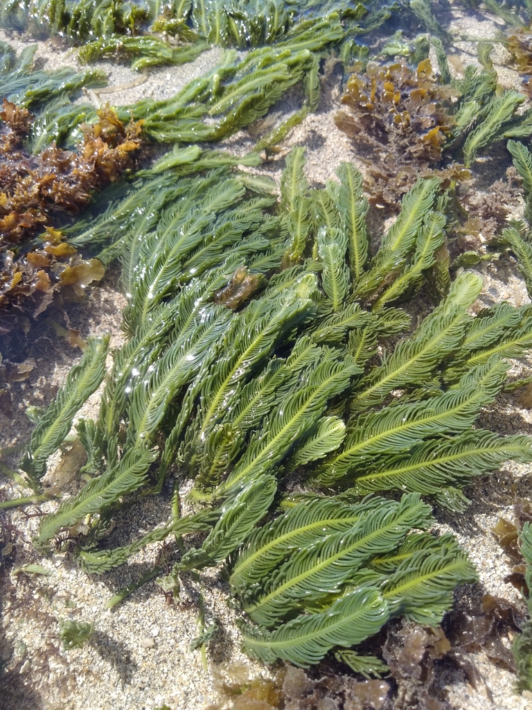 Green Feather Alga